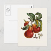 Pear Briefkaart (Voorkant / Achterkant)