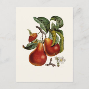 Pear Briefkaart