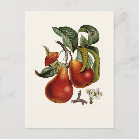 Pear Briefkaart (Voorkant)