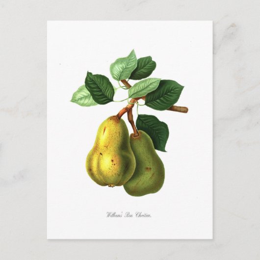 Pear Briefkaart (Voorkant)