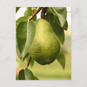 Pear Briefkaart