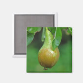 Pear Conference magneet (Voorkant / Achterkant)