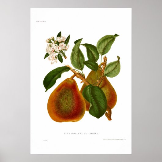 Pear Doyenne du Comice Poster (Voorkant)