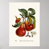 Pear Poster (Voorkant)