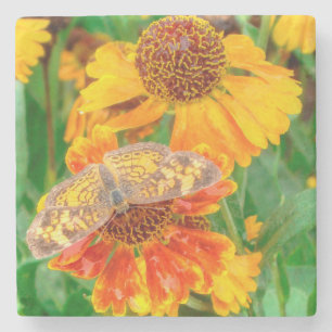Pearl Crescent Butterfly op Sneezeweed Stenen Onderzetter