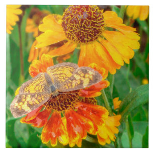Pearl Crescent Butterfly op Sneezeweed Tegeltje