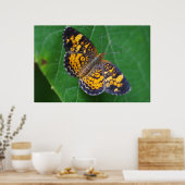 Pearl Crescent Butterfly Poster (Keuken)