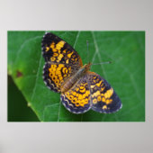 Pearl Crescent Butterfly Poster (Voorkant)