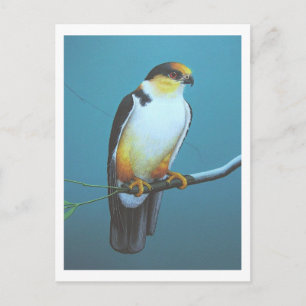 Pearl Kite Briefkaart