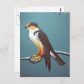 Pearl Kite Briefkaart (Voorkant / Achterkant)