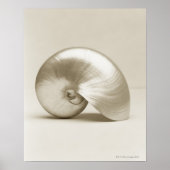 Pearl Nautilus Seashell Poster (Voorkant)