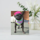 Pearl - Pug en Boston Terrier Mix Breed Foto-08 Briefkaart (Staand voorkant)