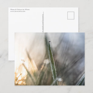 Pearls van de Natuur van Dew Briefkaart