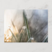 Pearls van de Natuur van Dew Briefkaart (Voorkant)