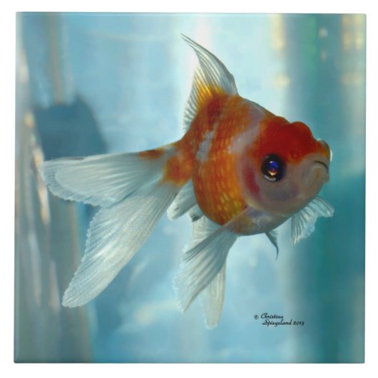 Pearlscale oranje Goldfish Tile Tegeltje (Voorkant)
