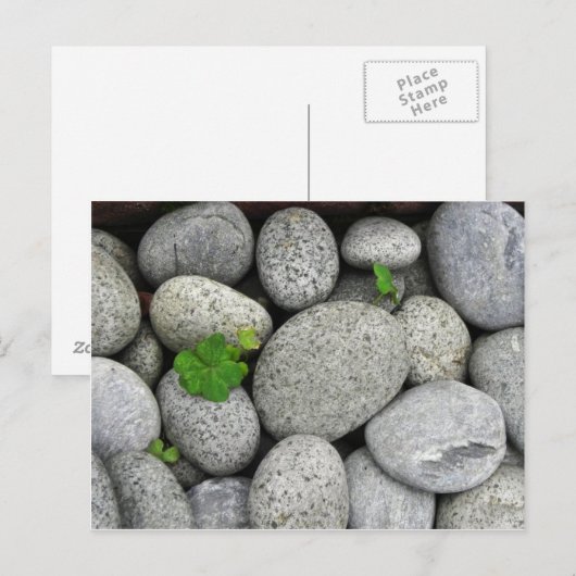 Pebbles Briefkaart (Voorkant / Achterkant)