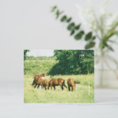 Pebbles, Lady, Sugar, Limited en Gump Briefkaart (Staand voorkant)