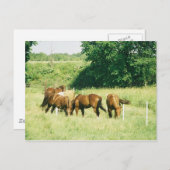 Pebbles, Lady, Sugar, Limited en Gump Briefkaart (Voorkant / Achterkant)