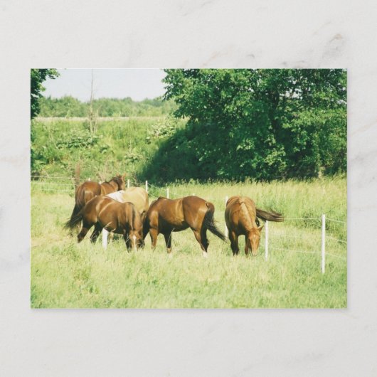 Pebbles, Lady, Sugar, Limited en Gump Briefkaart (Voorkant)