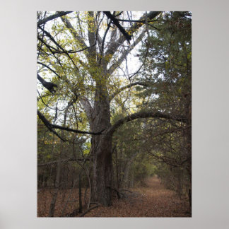 Pecan Gateway Poster