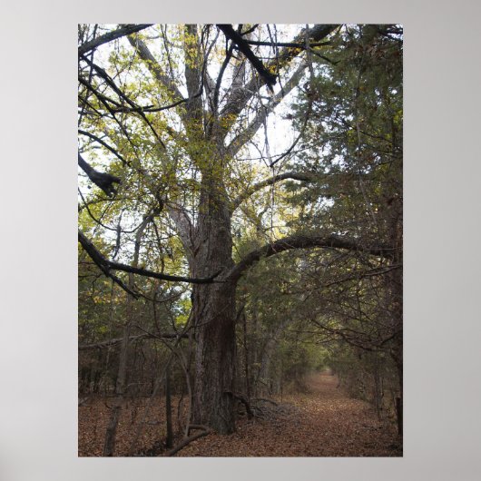 Pecan Gateway Poster (Voorkant)