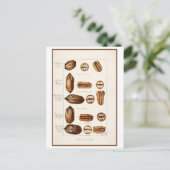 Pecans  Botanische Illustratie Briefkaart (Staand voorkant)