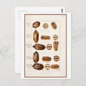 Pecans  Botanische Illustratie Briefkaart (Voorkant / Achterkant)