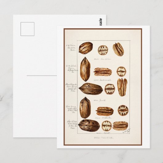 Pecans  Botanische Illustratie Briefkaart (Voorkant / Achterkant)