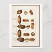 Pecans  Botanische Illustratie Briefkaart (Voorkant)