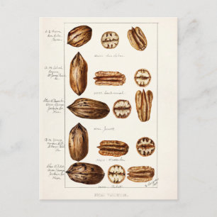 Pecans (Carya Illinoinensis) Waterverf schilderen Briefkaart
