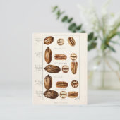 Pecans (Carya Illinoinensis) Waterverf schilderen Briefkaart (Staand voorkant)