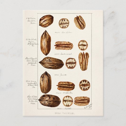 Pecans (Carya Illinoinensis) Waterverf schilderen Briefkaart (Voorkant)