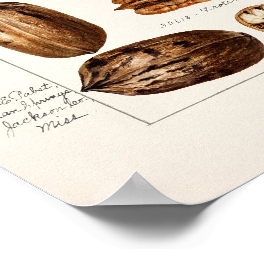 Pecans (Carya Illinoinensis) Waterverf schilderen Poster (Hoek)