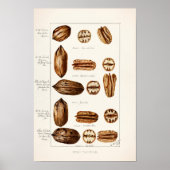 Pecans (Carya Illinoinensis) Waterverf schilderen Poster (Voorkant)