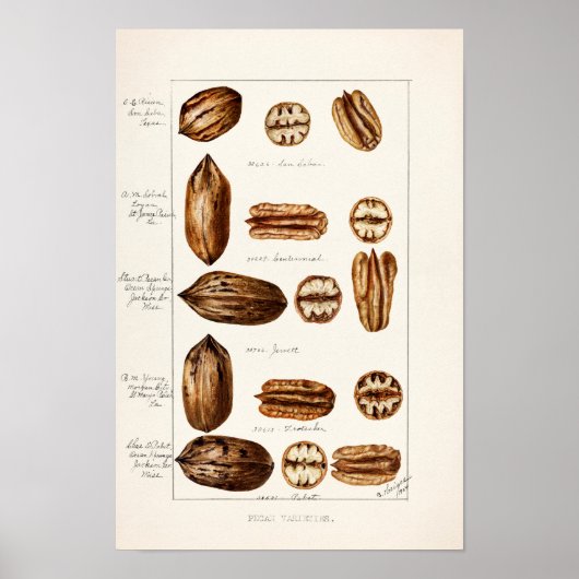 Pecans (Carya Illinoinensis) Waterverf schilderen Poster (Voorkant)