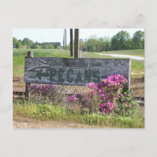 Pecans This Way Sign w Azaleas Briefkaart