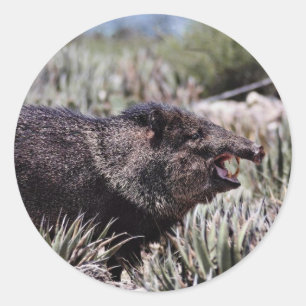 Peccary (javelina) met kraag gapen tijdens de bloe ronde sticker