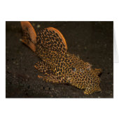 Peckoltia Compta (Voorkant Horizontaal)