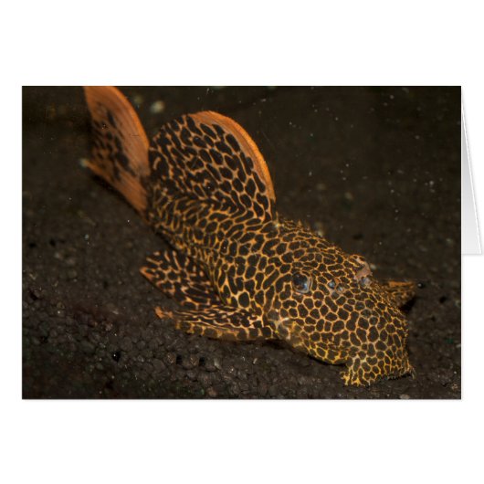 Peckoltia Compta (Voorkant Horizontaal)