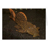Peckoltia Compta (Voorkant Horizontaal)