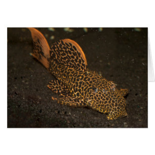 Peckoltia Compta