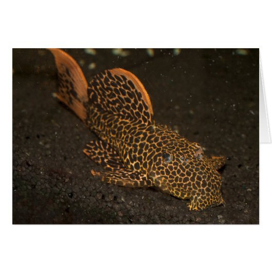 Peckoltia Compta (Voorkant Horizontaal)