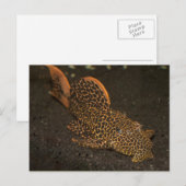 Peckoltia Compta Briefkaart (Voorkant / Achterkant)