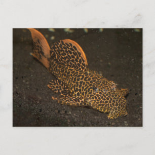 Peckoltia Compta Briefkaart