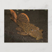 Peckoltia Compta Briefkaart (Voorkant)