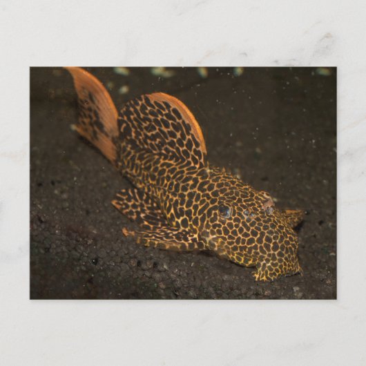 Peckoltia Compta Briefkaart (Voorkant)