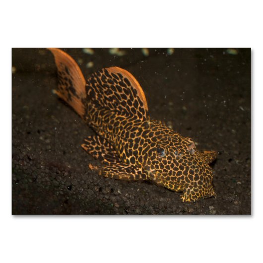 Peckoltia Compta Kaart (Voorkant)