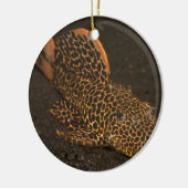 Peckoltia Compta Keramisch Ornament (Links)