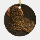 Peckoltia Compta Keramisch Ornament (Voorkant)