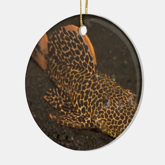 Peckoltia Compta Keramisch Ornament (Links)